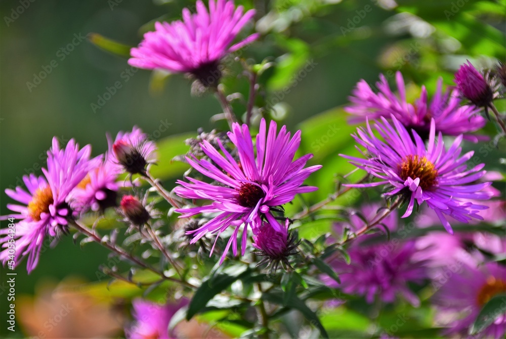 flowers in the garden flowers in the garden