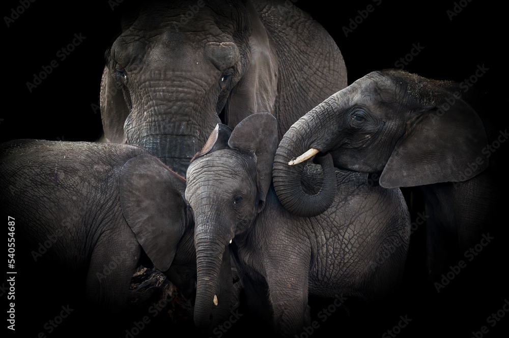 Beautiful shot of an African elephant family in the dark background