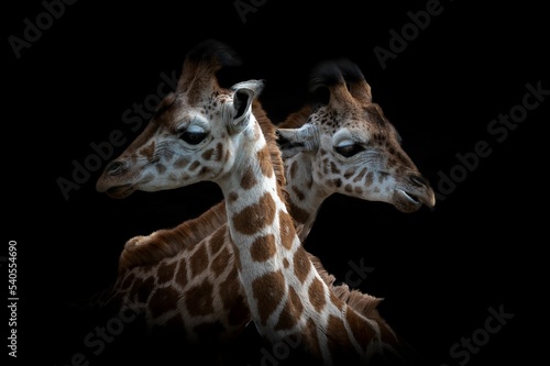Photography Close-up shot of a pair of giraffes in the dark background