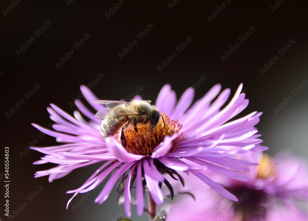 bee on flower