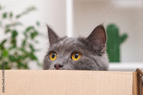 A grey cat is playing in a cardboard box. A gray cat is hunting for a toy. The cat is a predator. The attentive gaze of a gray cat.
