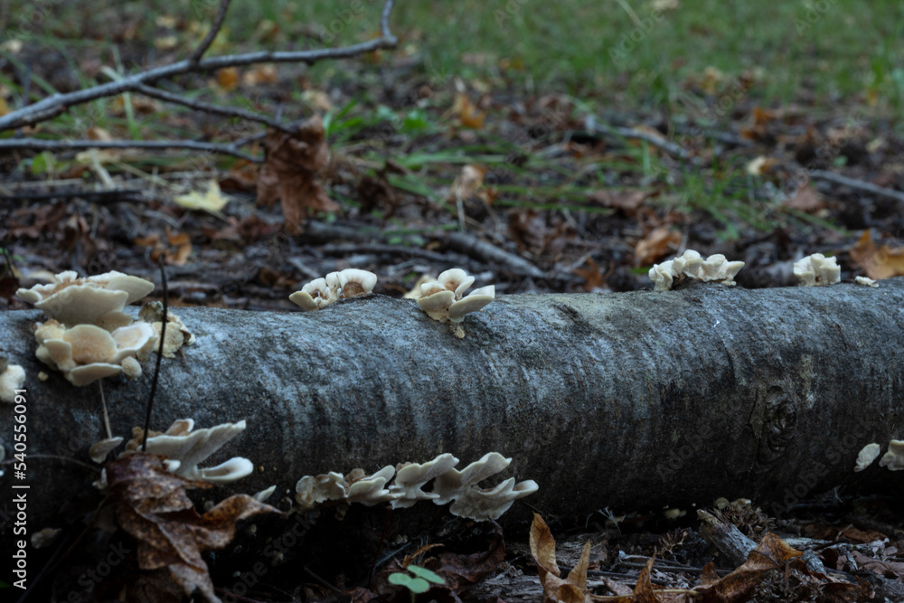Obraz premium mushrooms in the green forest