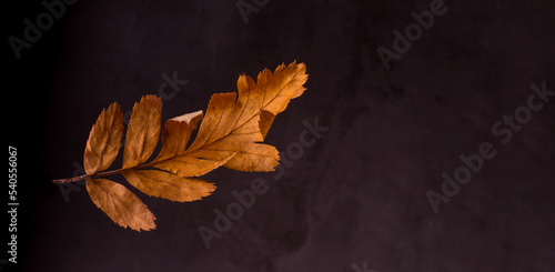 Bright autumn yellow rowan leaf on a dark background. Autumnal Concept Banner with Copy Space.