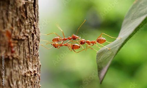 Ant bridge unity team, Ants help to carry food, Concept team work together. Red ants teamwork. unity of ants. 