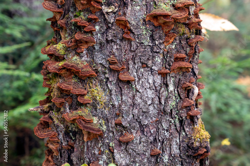 Rusty colored mushrooms covering a tree trunk in the forest. Algonquin Provincial Park, Ontario, Canada. photo