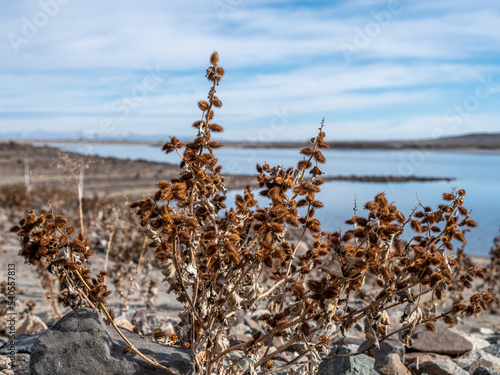 Dried out brown Prickly Cocklebur plant,  Xanthium strumarium, near a lake in the desert. photo