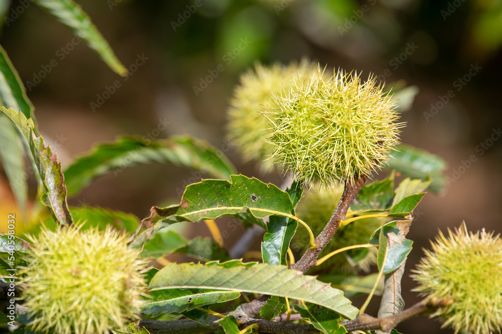 Close up of sweet chestnuts (castanea sativa) on a chestnut tree