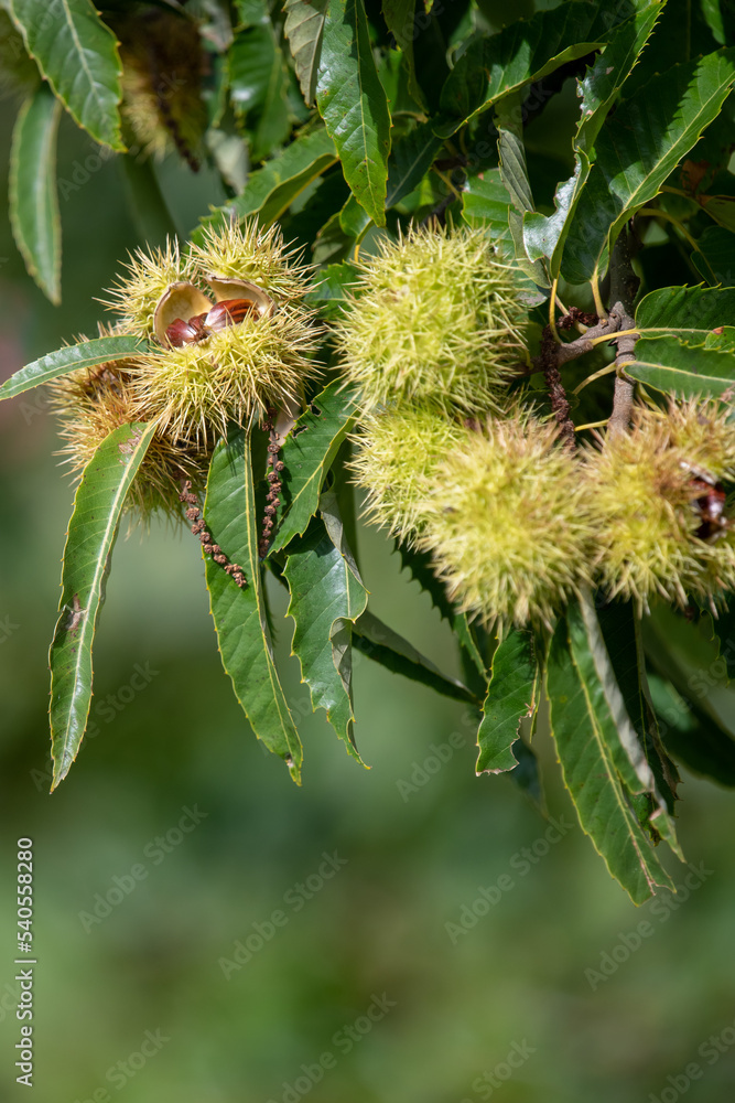 Close up of sweet chestnuts (castanea sativa) on a chestnut tree Close up of sweet chestnuts (castanea sativa) on a chestnut tree