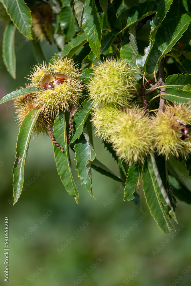 Close up of sweet chestnuts (castanea sativa) on a chestnut tree