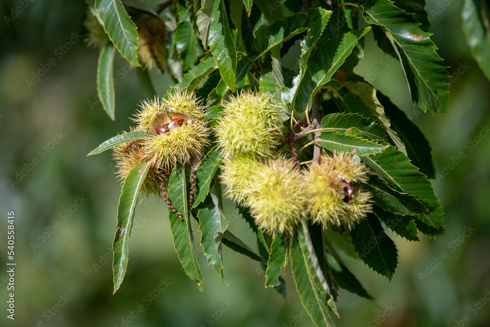 Close up of sweet chestnuts (castanea sativa) on a chestnut tree