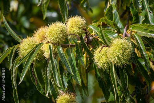 Close up of sweet chestnuts (castanea sativa) on a chestnut tree