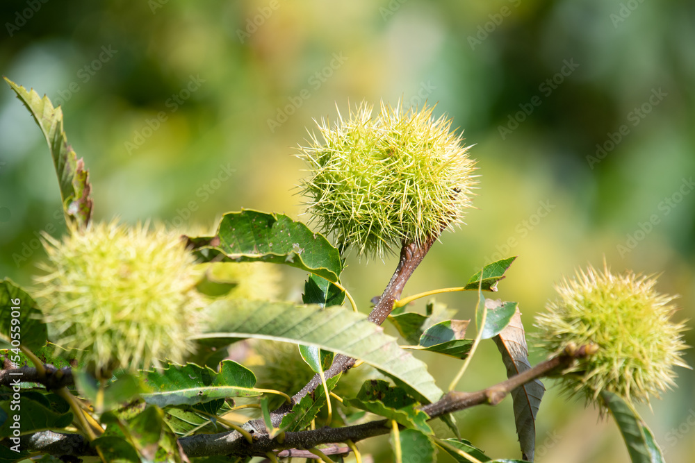 Close up of sweet chestnuts (castanea sativa) on a chestnut tree Close up of sweet chestnuts (castanea sativa) on a chestnut tree