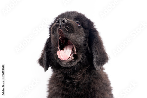 Fototapeta Naklejka Na Ścianę i Meble -  Portrait cute black  Newfoundland dog puppy  on a white background