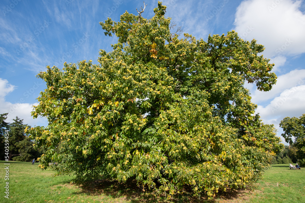 Fototapeta premium Sweet chestnut (castanea sativa) tree laden with chestnuts