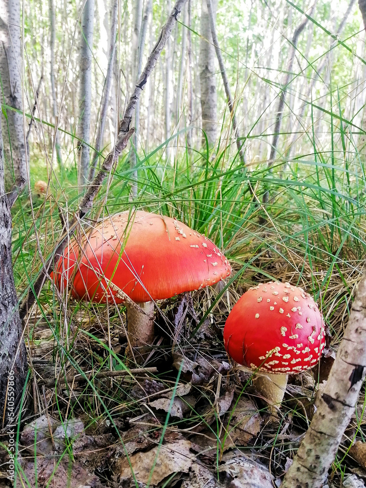 not edible fly agaric mushroom in the autumn forest not edible fly agaric mushroom in the autumn forest