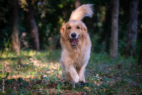 The Golden Retriever runs happily in the wood illuminated by the setting sun. Concept of freedom and happiness. 