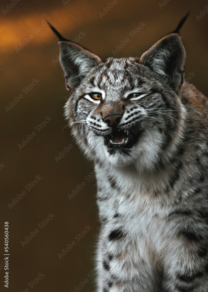 Fototapeta premium Young Lynx Yawning ( 3rd picture of 3)