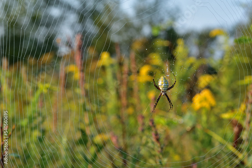 Argiope aurantia orb-weaver spider in the middle of a web with water droplets photo