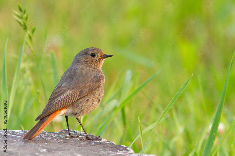 Kopciuszek zwyczajny, kopciuszek (Phoenicurus ochruros) Kopciuszek zwyczajny, kopciuszek (Phoenicurus ochruros)