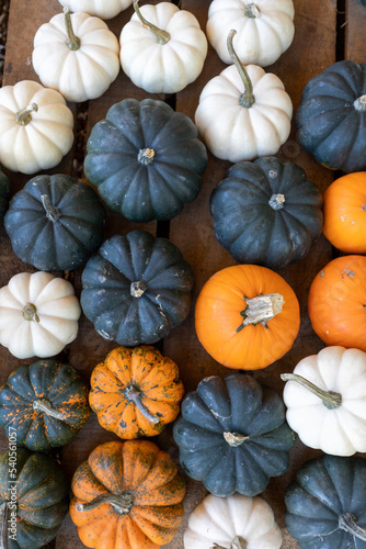 Top View of Small Orange, White, and Black Pumpkins for Sale at a Roadside Farm Stand