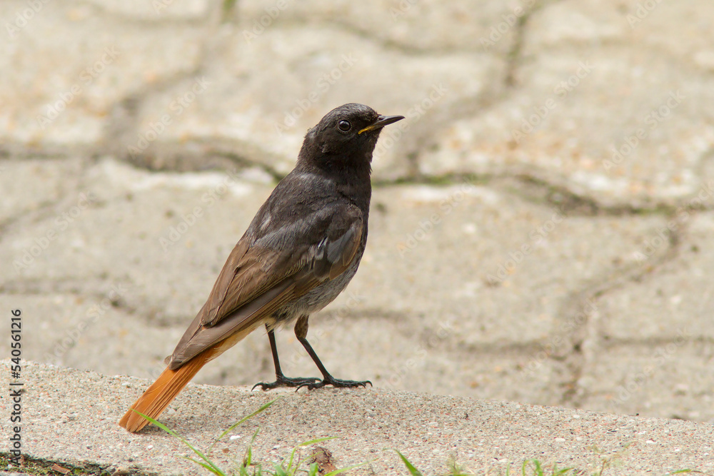Kopciuszek zwyczajny, kopciuszek (Phoenicurus ochruros) Kopciuszek zwyczajny, kopciuszek (Phoenicurus ochruros)