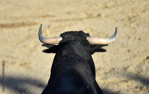 a black bull with big horns in a traditional spectacle of bullfight in spain