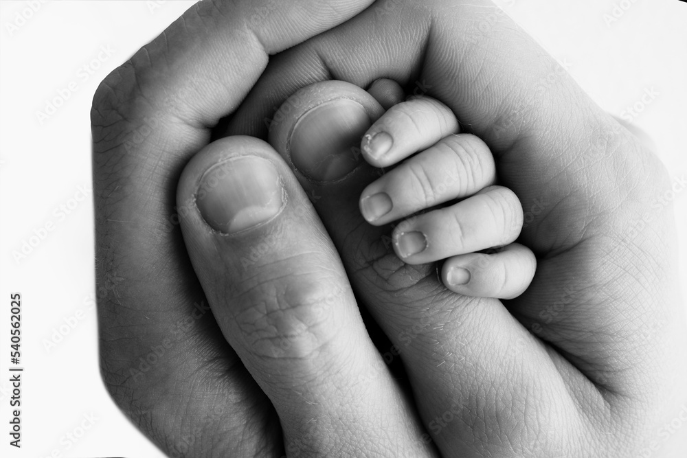 The hand of a sleeping newborn in the hand of parents, mother and father close-up. Tiny fingers of a newborn. The family is holding hands. Black and white macro photography Concepts of family and love The hand of a sleeping newborn in the hand of parents, mother and father close-up. Tiny fingers of a newborn. The family is holding hands. Black and white macro photography Concepts of family and love