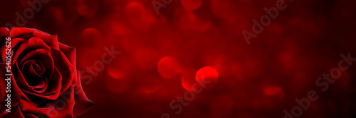Red rose on a shiny red background. Banner