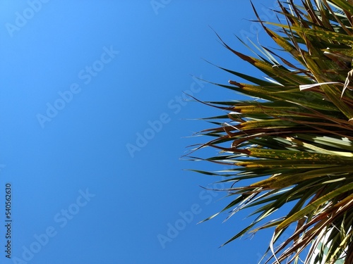 palm tree branches against blue sky