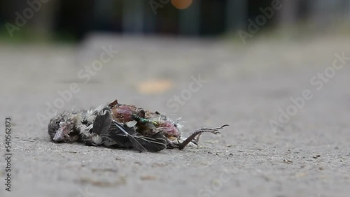 Flies fly over a dead chick that has fallen out of the nest. photo