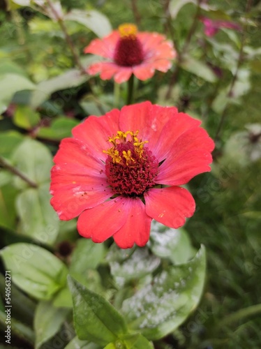 red flower in the garden