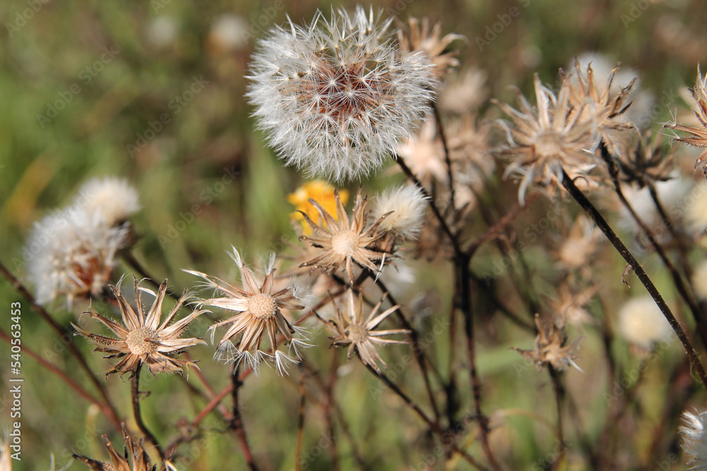 Field with white dandelion flowers. Meadow of white dandelions. Autumn field of dandelions. Autumn background with white dandelions. Seeds. Fluffy dandelion flower background image Field with white dandelion flowers. Meadow of white dandelions. Autumn field of dandelions. Autumn background with white dandelions. Seeds. Fluffy dandelion flower background image