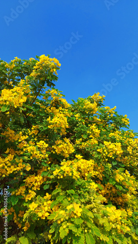 Beautiful Yellow Flowers Bloomed Tree On A Beautiful Summer Blue Sky