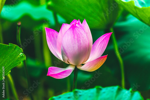 Pink Lotus Close Up Beijing China