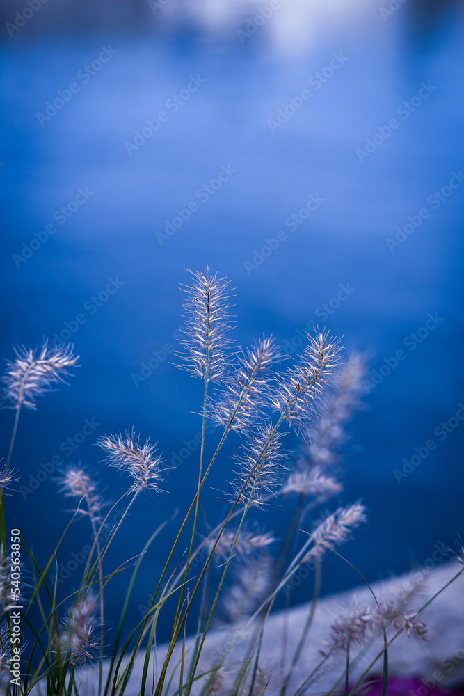 grass and sky grass and sky