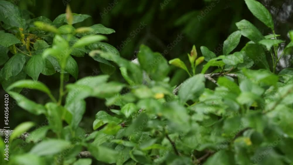 Male Pied flycatcher perched with food in the middle of lush Apple tree leaves and flying away Male Pied flycatcher perched with food in the middle of lush Apple tree leaves and flying away