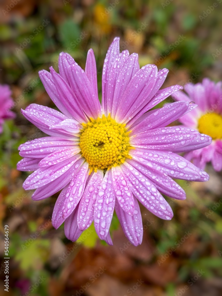 Obraz premium pink flower