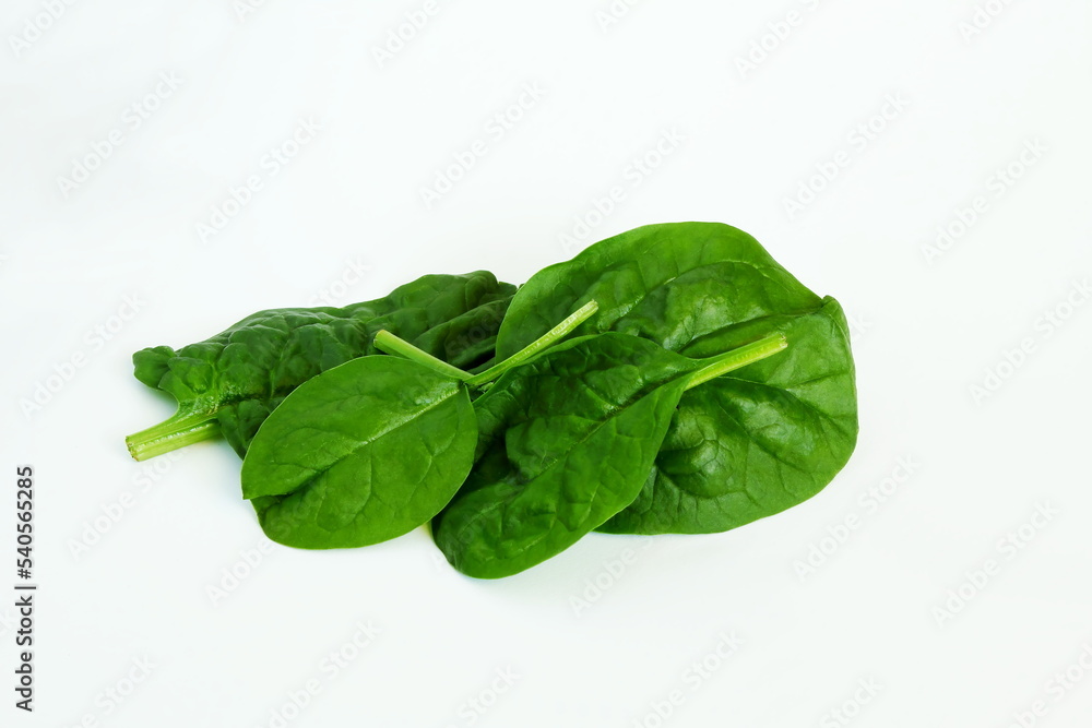 garden fresh green leafy vegetable spinach leaf also known in india as palak bhaji isolated on white background,copy space garden fresh green leafy vegetable spinach leaf also known in india as palak bhaji isolated on white background,copy space