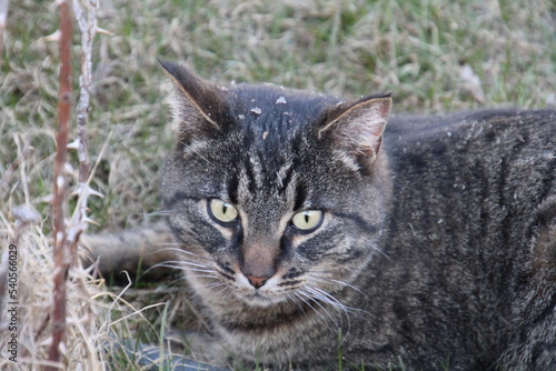 Wallpaper Mural cat on grass Torontodigital.ca