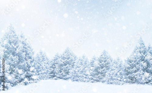 defocused festive winter forest with fir trees © Aida