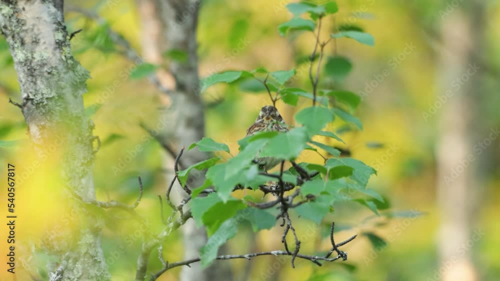 A juvenile Rustic bunting, Emberiza rustica perched on a lush Birch tree in a summery Finnish forest A juvenile Rustic bunting, Emberiza rustica perched on a lush Birch tree in a summery Finnish forest