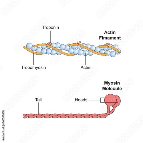 Scientific Designing of Actin and Myosin Structure. Colorful Symbols. Vector Illustration.