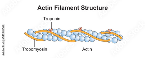 Scientific Designing of Actin Filament Structure. Colorful Symbols. Vector Illustration.