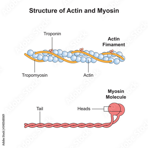 Scientific Designing of Actin and Myosin Structure. Colorful Symbols. Vector Illustration.
