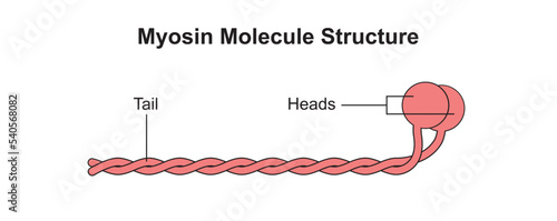 Scientific Designing of Myosin Molecule Structure. Colorful Symbols. Vector Illustration.