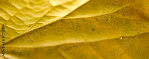 Yellow leaf with details. Autumn leaves in close-up. Natural background.
