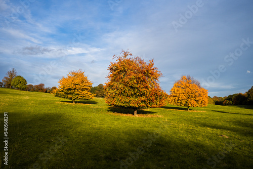 autumn landscape with trees and blue sky