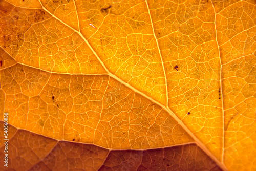Orange leaf with details. Autumn leaves in close-up. Natural background.