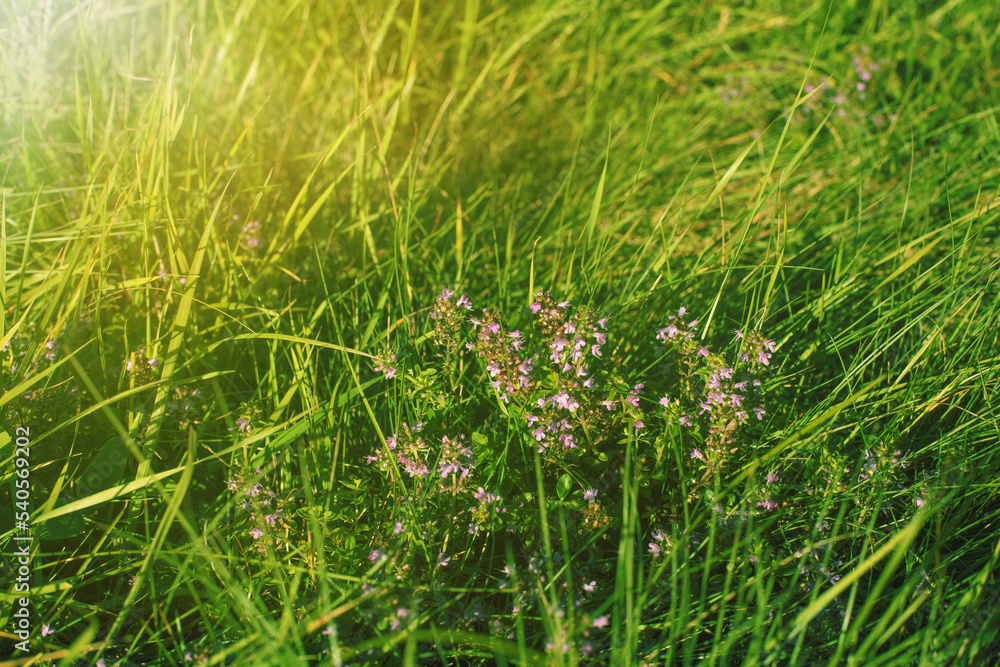 Thyme flowers on the meadow.Sunny day in autumn. Thyme flowers on the meadow.Sunny day in autumn.