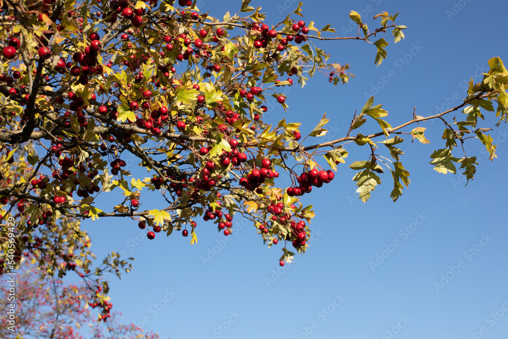 Hawthorn bush on a sunny day.Autumn season. Hawthorn bush on a sunny day.Autumn season.